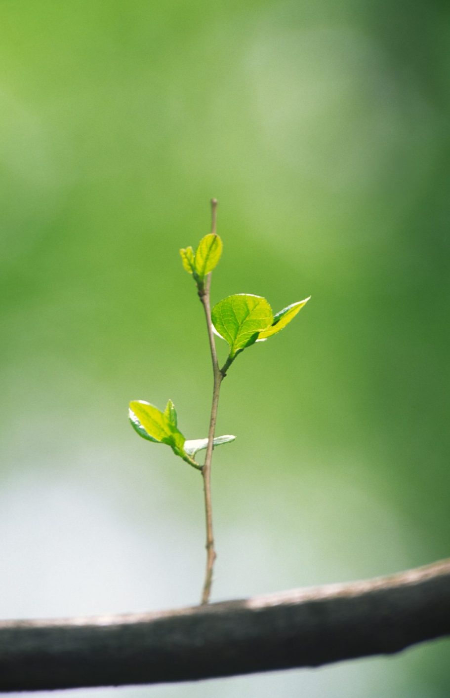 Ein Ast im Frühling