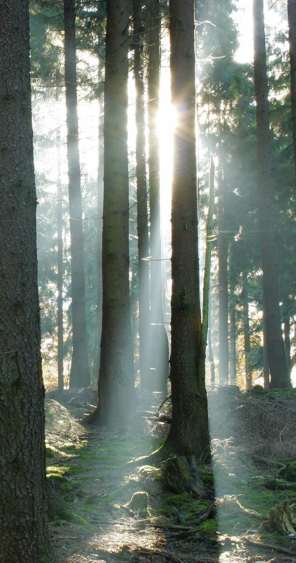 Sonnenstrahl im Wald
