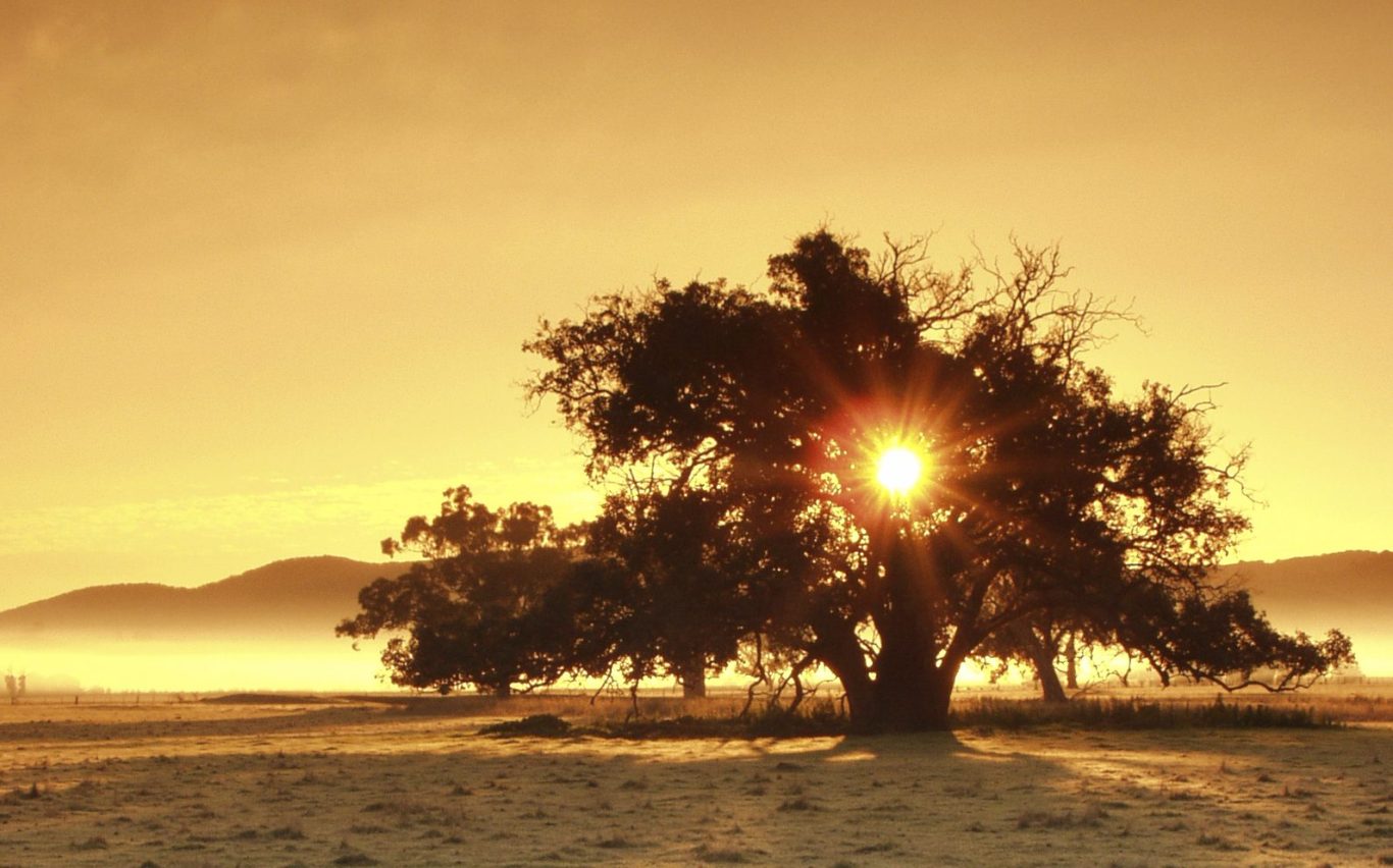 Ein Baum mit der Sonne, das durch die Äste durch leuchtet