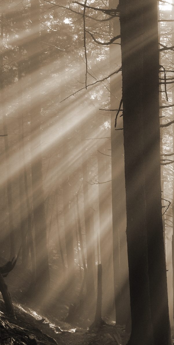 Mondstrahl im Wald