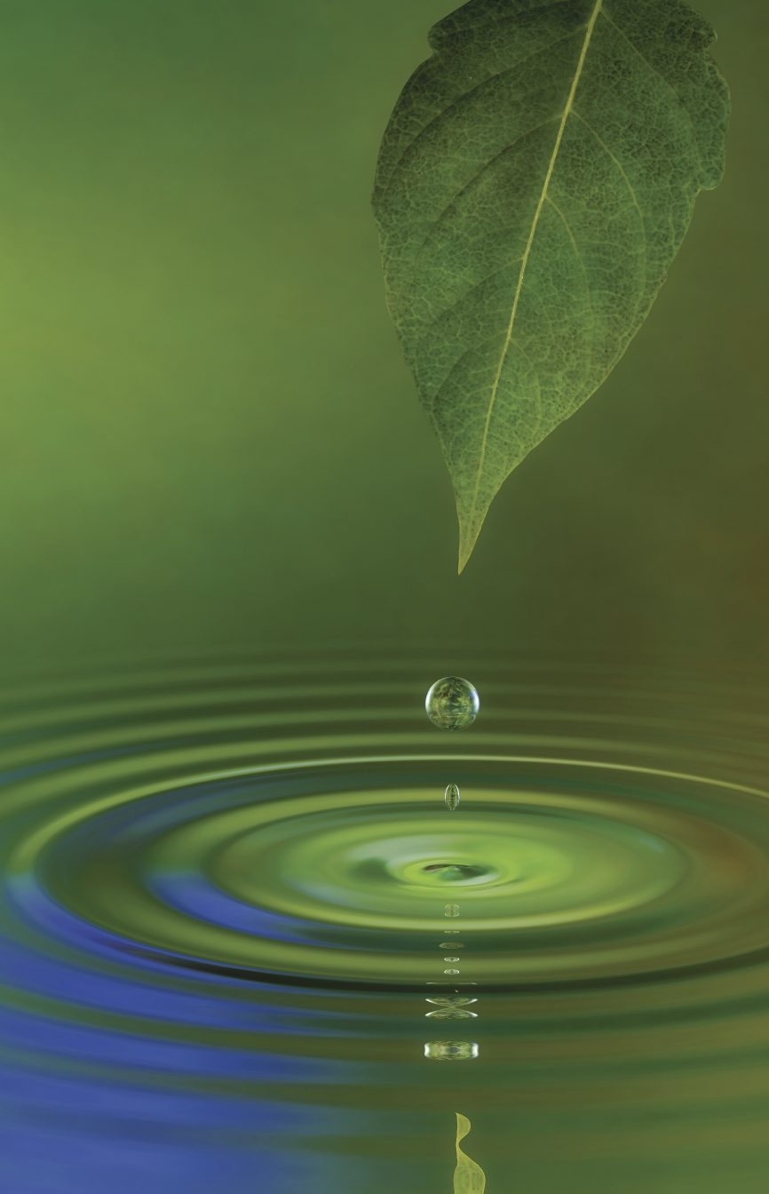 Ein Tropfen fällt vom Blatt ins Wasser